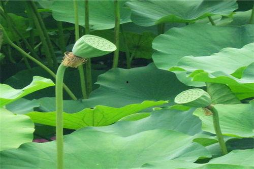 瓜里养虫吃,养虫吃瓜的生态平衡之道