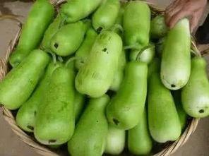 羊吃葫芦瓜,田园生活的一角