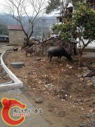 小黑水牛吃角瓜,小黑水牛的角瓜美食之旅