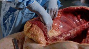 恶心吃瓜视频解剖,解剖背后的网络现象与心理效应