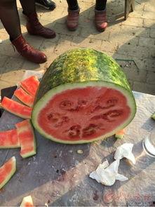 日照204吃瓜视频,一场全民热议的网络狂欢