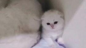 吃瓜忆崽崽,揭秘娱乐圈萌娃们的成长故事