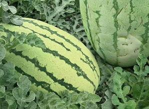 吃瓜会怎样,揭秘吃瓜背后的趣味与风险