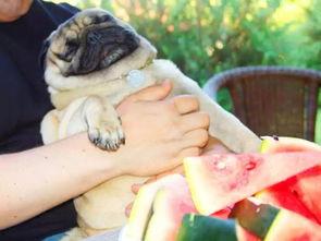 吃瓜吃章鱼吃狗,章鱼、狗与瓜的跨界美食之旅