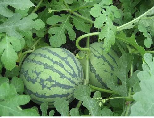 吃瓜牡丹,揭秘娱乐圈的“瓜田”趣事