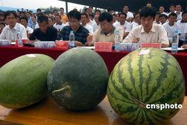 安徽吃瓜海伦斯,揭秘当地特色美食之旅