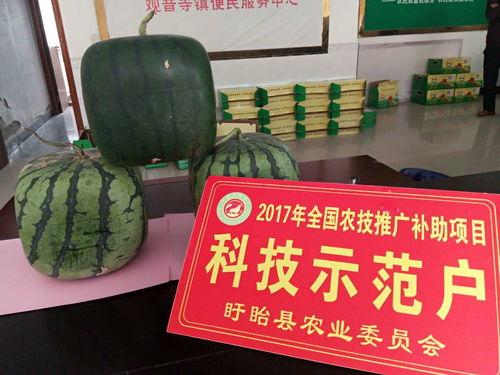 清蒸佛瓜怎么吃,简单美味，健康养生新选择