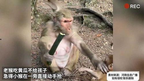 老猴吃瓜图片,趣味横生的生态瞬间