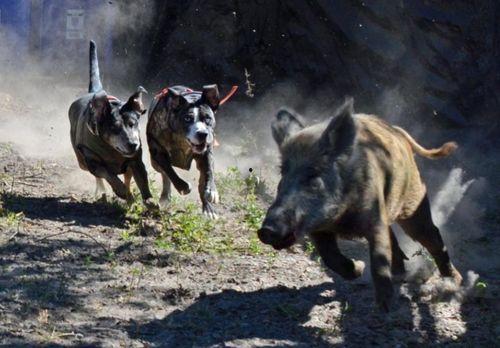 野猪吃瓜搞笑段子