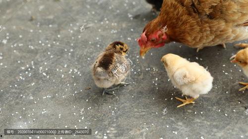 母鸡吃方瓜,探寻农耕生活中的智慧与和谐