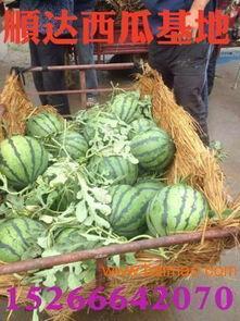 临淄塑化厂吃瓜,揭秘背后的真相与反思