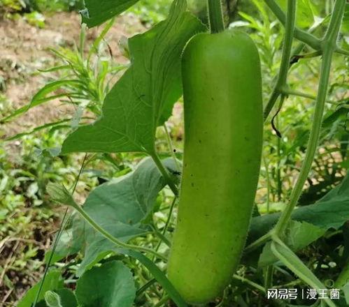 夜晚吃瓜的视频