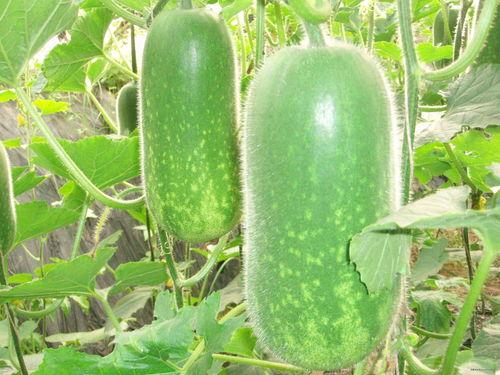 刘大瓜吃鸡皮,趣味横生美食体验