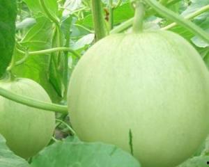 孕妇可以吃阿里瓜吗,孕妇可以安心享用阿丽瓜吗？