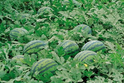 雨中吃瓜漫步图片