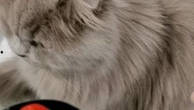 猫总吃瓜尔胶,吃瓜尔胶背后的神奇功效