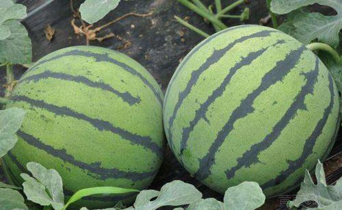 山东裤衩哥吃瓜视频,一场接地气的网络狂欢