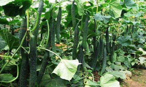 平邑吃瓜的最佳时间,瓜果飘香的最佳品尝时光