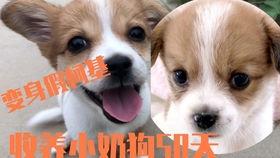 小柯基吃梨瓜,小柯基的梨瓜美食之旅