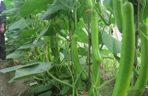 瓠子瓜种子可以吃吗,可食用之谜揭秘