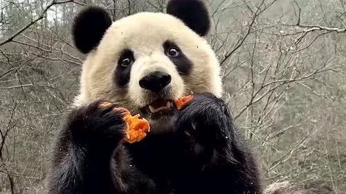 吃瓜直播间熊猫,揭秘娱乐圈幕后故事