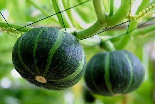 赤水丰隆吃瓜,一场吃瓜盛宴背后的故事