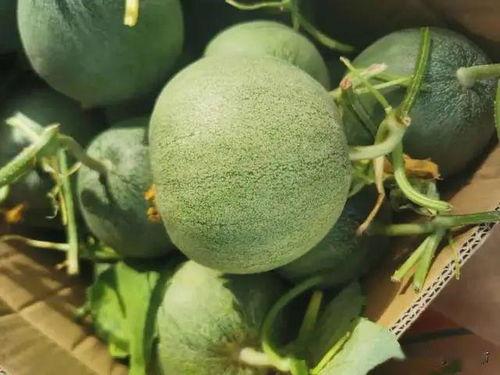 时团在线吃瓜,在线吃瓜，揭秘娱乐圈幕后真相