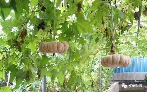 吃瓜落还是吃挂落,揭秘两种独特美食的诱惑与魅力