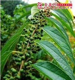 梦到吃芝麻瓜,芝麻瓜的奇幻之旅