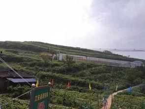 渭水县城吃瓜事件,一场吃瓜引发的社区热议